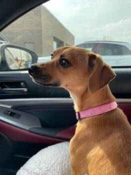 Mixed Breed Dogs Available for Adoption - Baxter | PetCurious