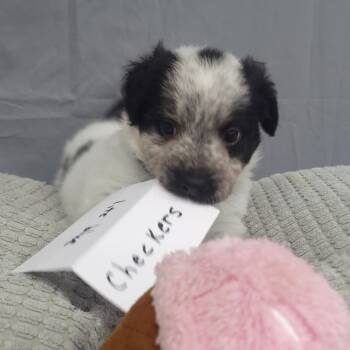 Rescue Pointer and Mixed Breed Dogs for Adoption - Checkers (Inkspot Litter) | PetCurious