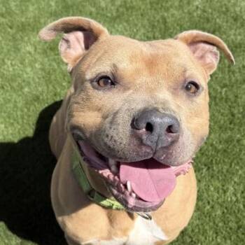 Terrier Dogs Available for Adoption in Warren, Ohio - Bourbon | PetCurious