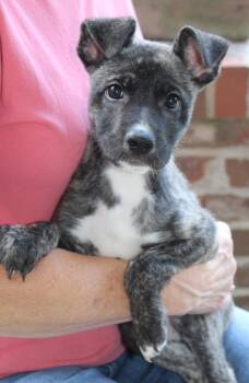 Mogley 44133 -  Shepherd and Catahoula Leopard Dog Dog for Adoption in Prattville, Alabama - Mogley 44133 | PetCurious