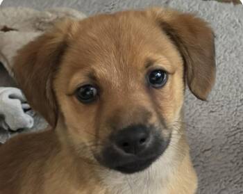 Terrier Dogs Available for Adoption - Westbly | PetCurious