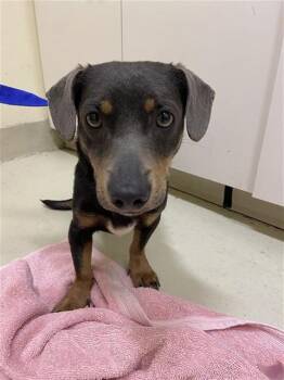 Dachshund Dogs Available for Adoption in Fremont, California - PUGGLES | PetCurious