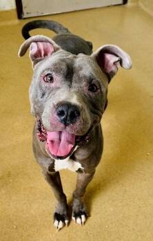 Pit Bull Terrier Dogs Available for Adoption in Derwood, Maryland - ROXY | PetCurious