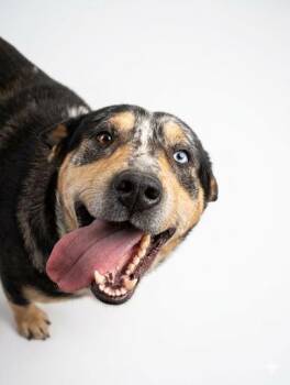 Catahoula Leopard Dog Dogs Available for Adoption - Wink | PetCurious