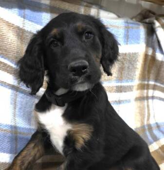 Golden Retriever Dogs Available for Adoption in Thief River Falls, Minnesota - Ned | PetCurious