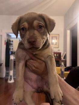 ROSEWOOD -  American Staffordshire Terrier Dog for Adoption in San Antonio, Texas - ROSEWOOD | PetCurious