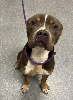 Lenny -  Pit Bull Terrier and Mixed Breed Dog for Adoption in Greenfield, Indiana - Lenny | PetCurious