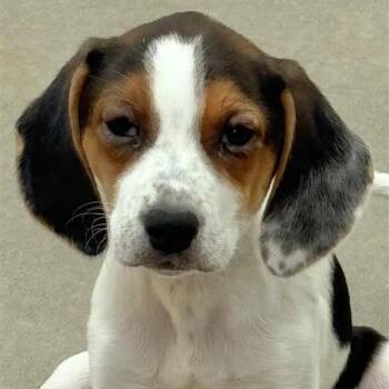 Beagle Dogs Available for Adoption in Freeport, Florida - Slinky | PetCurious