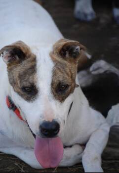 Rescue Mountain Cur and Labrador Retriever Dogs for Adoption in Madisonville, Texas - Everest | PetCurious
