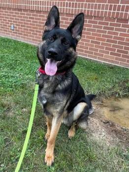 Draco Darko -  Mixed Breed Dog for Adoption in Fairfax, Virginia - Draco Darko | PetCurious