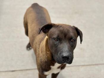 Pit Bull Terrier and Mixed Breed Dogs Available for Adoption in Tulsa, Oklahoma - JIMMY | PetCurious