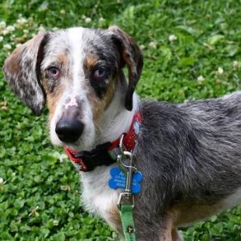 Wirehaired Dachshund Dogs Available for Adoption in Johnson City, Tennessee - Sherlock Holmes | PetCurious