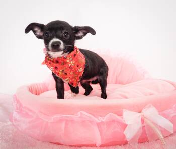 Chickadee -  Chihuahua Dog for Adoption in Phoenix, Arizona - Chickadee | PetCurious