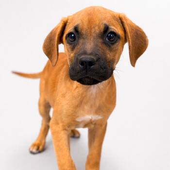 Labrador Retriever Dogs Available for Adoption in San Antonio, Texas - Miso Corne | PetCurious