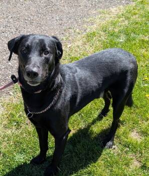 Labrador Retriever and Shepherd Dogs Available for Adoption in Williamsburg, Iowa - Gizmo | PetCurious