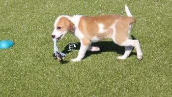 Julie -  Mixed Breed Dog for Adoption in Kenansville, North Carolina - Julie | PetCurious