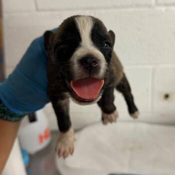 Rosemary -  Shepherd Dog for Adoption in Edinburg, Texas - Rosemary | PetCurious