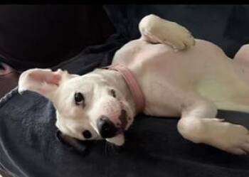 BARBIE - Foster or Adopter needed -  Terrier Dog for Adoption in Largo, Florida - BARBIE - Foster Or Adopter Needed | PetCurious