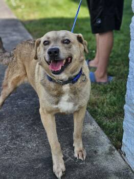 Labrador Retriever and German Shepherd Dog Dogs Available for Adoption in Fort Payne, Alabama - Butch | PetCurious