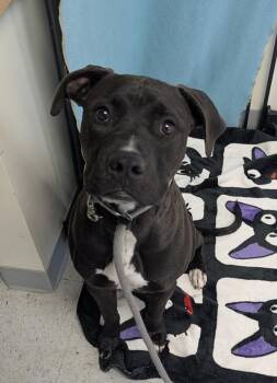 Pit Bull Terrier Dogs Available for Adoption in Salt Lake City, Utah - *Strider* | PetCurious