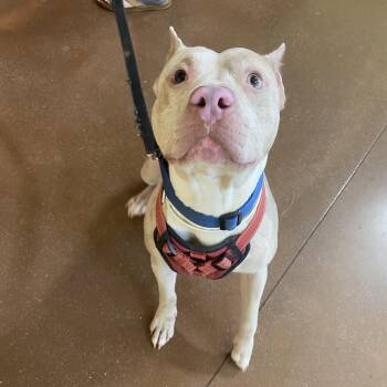 Caspian -  Pit Bull Terrier Dog for Adoption in Lynchburg, Virginia - Caspian | PetCurious