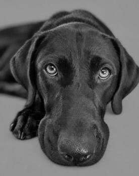 Betty and Audry -  Black Labrador Retriever Dog for Adoption in Pass Christian, Mississippi - Betty And Audry | PetCurious