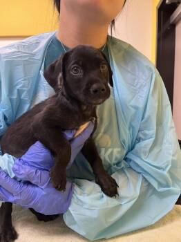 Donkey -  Mixed Breed Dog for Adoption in Raleigh, North Carolina - Donkey | PetCurious