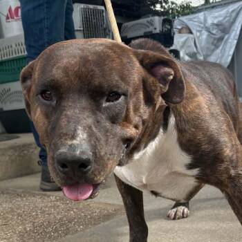 Mocha -  Pit Bull Terrier and Mixed Breed Dog for Adoption in Stephenville, Texas - Mocha | PetCurious