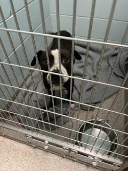Poptart -  Pit Bull Terrier and Mixed Breed Dog for Adoption in Fishers, Indiana - Poptart | PetCurious