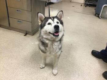 Rescue Siberian Husky Dogs for Adoption in Riverside, California - DOODOO | PetCurious