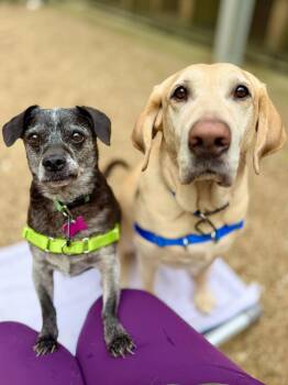 Tucker -  Labrador Retriever Dog for Adoption in Cornwall, Connecticut - Tucker | PetCurious