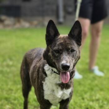 Darlin -  Dutch Shepherd and Australian Kelpie Dog for Adoption in Cleveland, Texas - Darlin | PetCurious