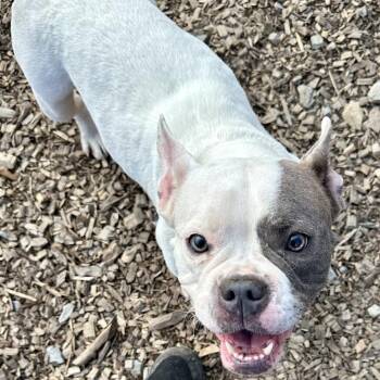 Mixed Breed Dogs Available for Adoption in Wappingers Falls, New York - Bette | PetCurious