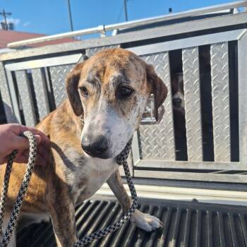 Rescue Hound Dogs for Adoption in Gautier, Mississippi - Stribble | PetCurious