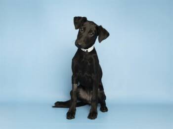 PICKLE -  Labrador Retriever Dog for Adoption in Phoenix, Arizona - PICKLE | PetCurious