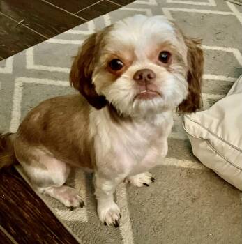 Rescue Shih Tzu Dogs for Adoption in Plano, Texas - Canelo Turner | PetCurious