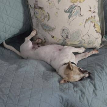 Tank -  Chihuahua Dog for Adoption in Melrose, Florida - Tank | PetCurious