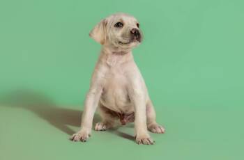 Labrador Retriever and Terrier Dogs Available for Adoption in Wolcott, Connecticut - Milton | PetCurious