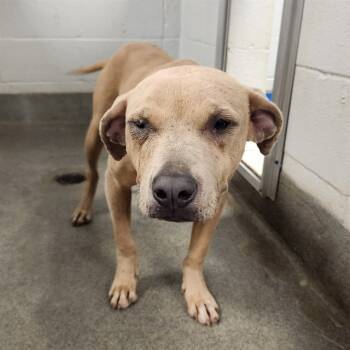 Rescue Pit Bull Terrier and Mixed Breed Dogs for Adoption - EBBY | PetCurious