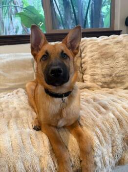 German Shepherd Dog Dogs Available for Adoption - Biscuit | PetCurious