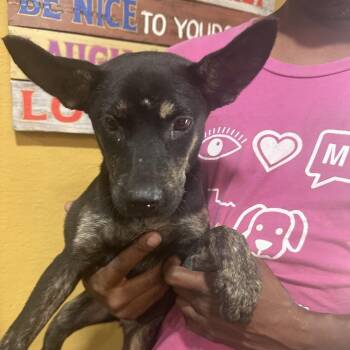 Lyra - Local October 9-11 -  Labrador Retriever Dog for Adoption in Brookshire, Texas - Lyra - Local October 9-11 | PetCurious