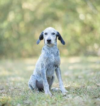 Indigo -  Bluetick Coonhound Dog for Adoption in Lucedale, Mississippi - Indigo | PetCurious