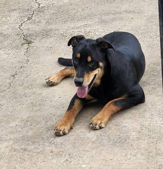 Doberman Pinscher Dogs Available for Adoption in Gainesville, Virginia - Apolo (Coming The 11th) | PetCurious