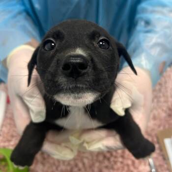 Mixed Breed Dogs Available for Adoption - Love | PetCurious