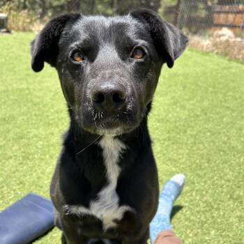 Heart - Butler Campus -  Mixed Breed Dog for Adoption in Flagstaff, Arizona - Heart - Butler Campus | PetCurious