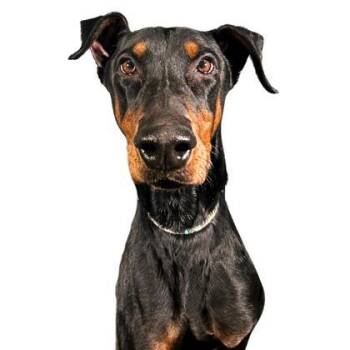 Doberman Pinscher and Mixed Breed Dogs Available for Adoption - Goose | PetCurious