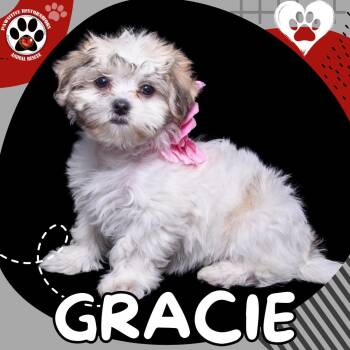 GRACIE -  Shih Tzu and Bichon Frise Dog for Adoption in Foxfield, Colorado - GRACIE | PetCurious