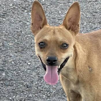 Rescue Chihuahua Dogs for Adoption in Phoenix, Arizona - Nick Cage | PetCurious