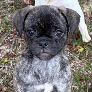 Pug and Maltese Dogs Available for Adoption in Alma, Michigan - Paris (City Pup) | PetCurious
