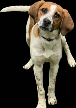 Sundae -  Labrador Retriever Dog Available for Adoption in Meherrin, Virginia - Sundae | PetCurious
